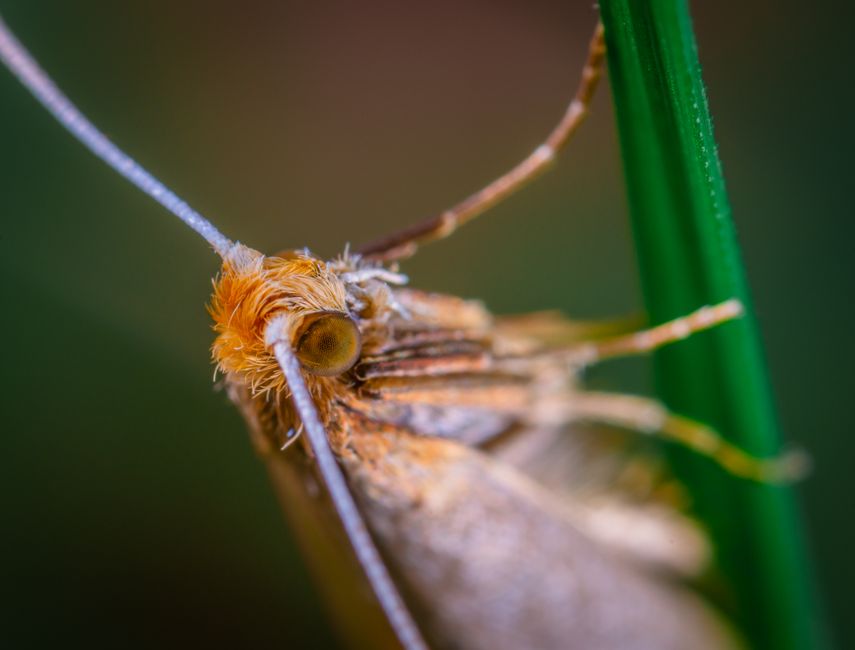 Macro Photography: The Art of Capturing Nature Up Close