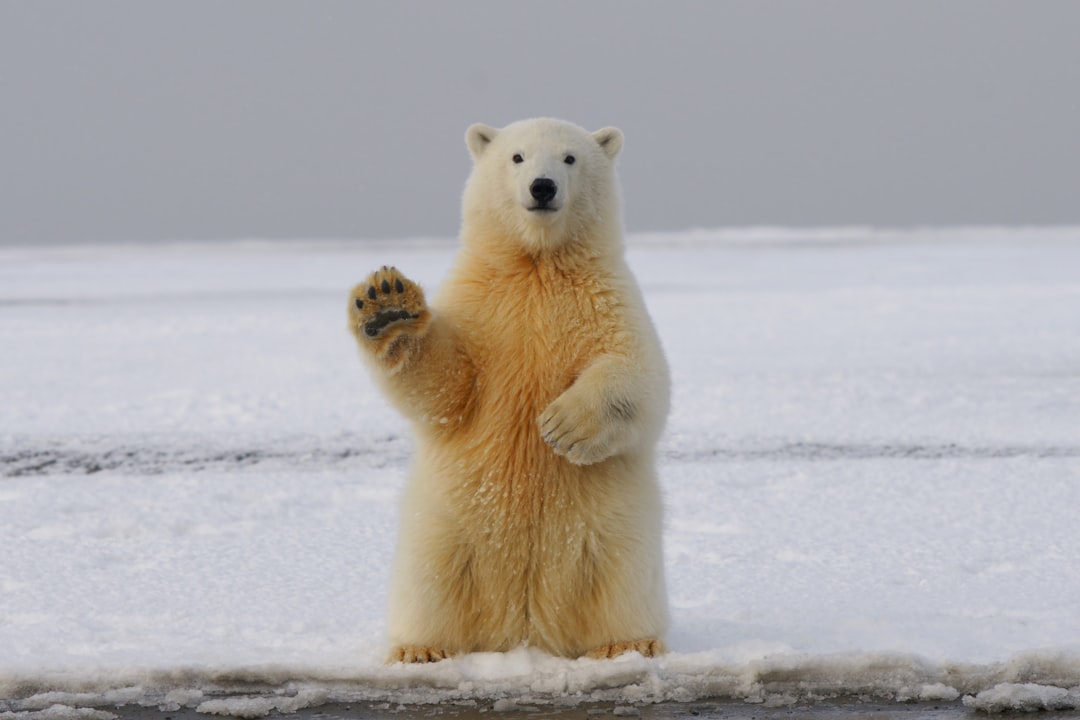 Individual Penalized for Using Foghorn to Rouse Slumbering Polar Bear
