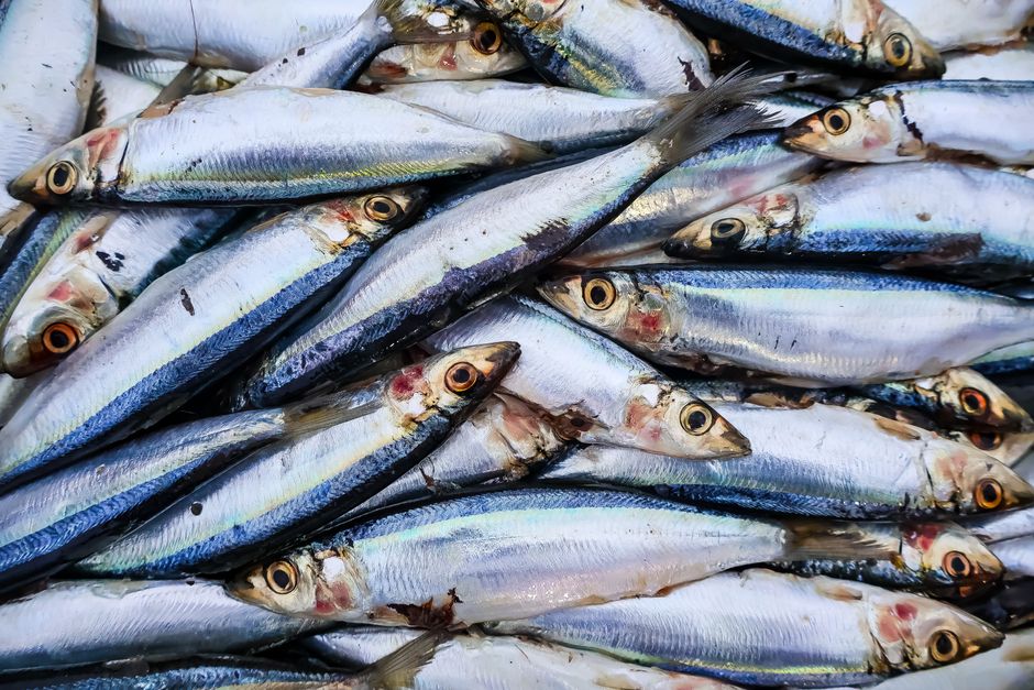 Who Profits as Sardines Go Viral and Stocks Collapse?