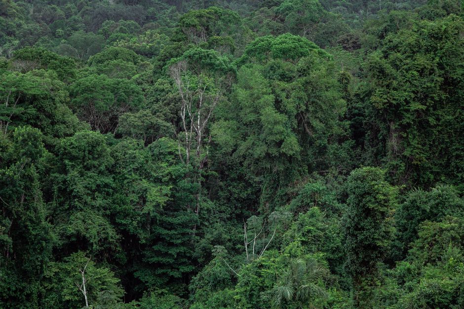 Can Tech Help Protect the World's Rainforests?